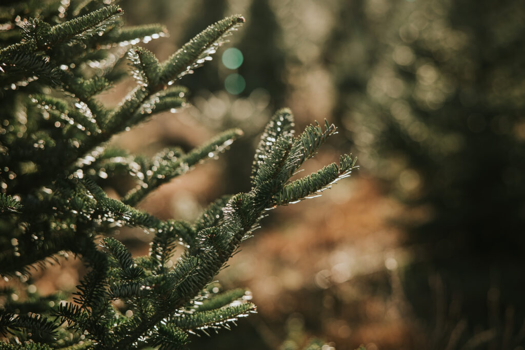 Candy Cane Christmas Tree Farm | Shauna Wear Photography