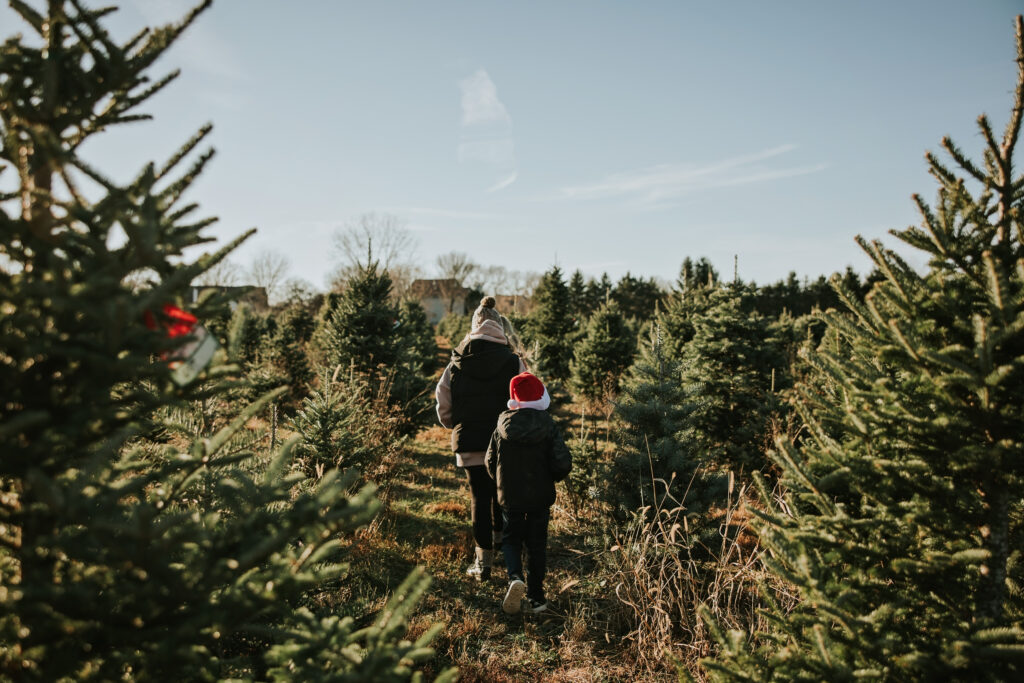 Candy Cane Christmas Tree Farm | Shauna Wear Photography