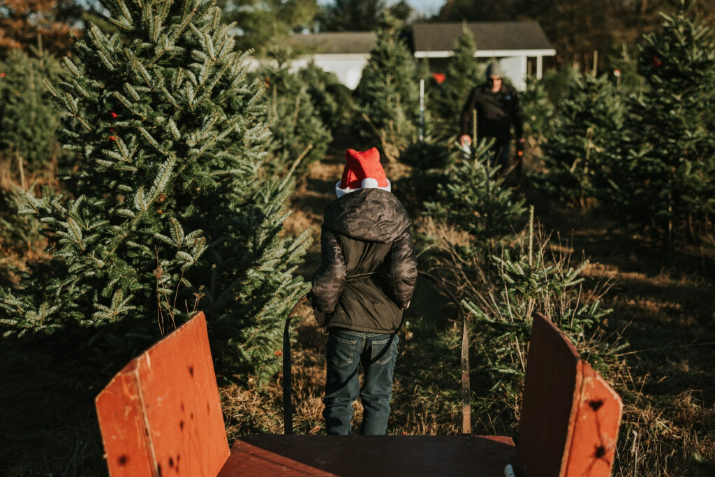 Candy Cane Christmas Tree Farm | Shauna Wear Photography